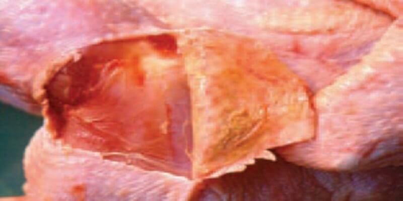 Bệnh E.coli ở gà - Nguyên nhân, triệu chứng và cách phòng ngừa - Tiến Thắng Vet