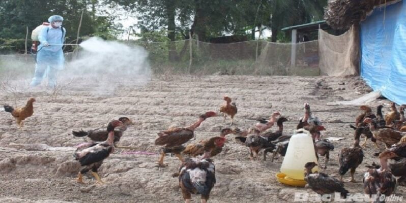 Bệnh E.coli ở gà - Nguyên nhân, triệu chứng và cách phòng ngừa - Tiến Thắng Vet