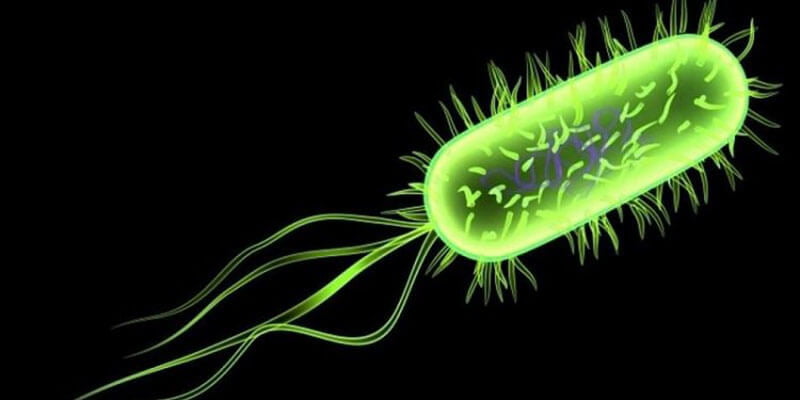 Bệnh E.coli ở gà - Nguyên nhân, triệu chứng và cách phòng ngừa - Tiến Thắng Vet