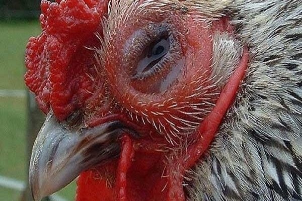 Bệnh APV ở gà là gì? Dấu hiệu và cách điều trị bệnh