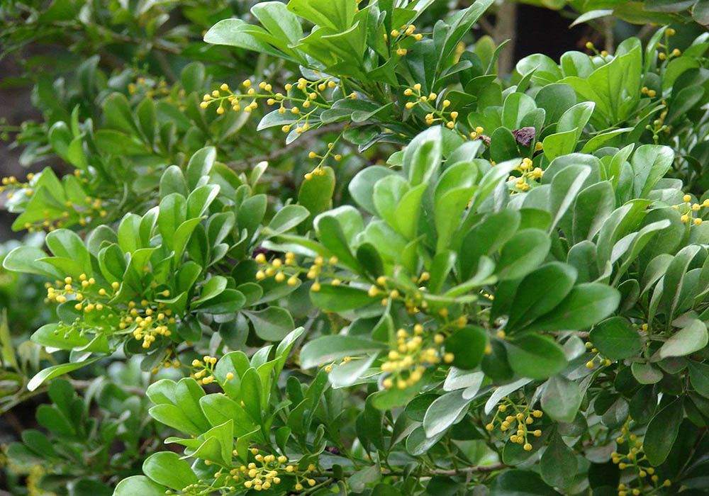 Cây hoa ngâu có ý nghĩa gì trong phong thủy?