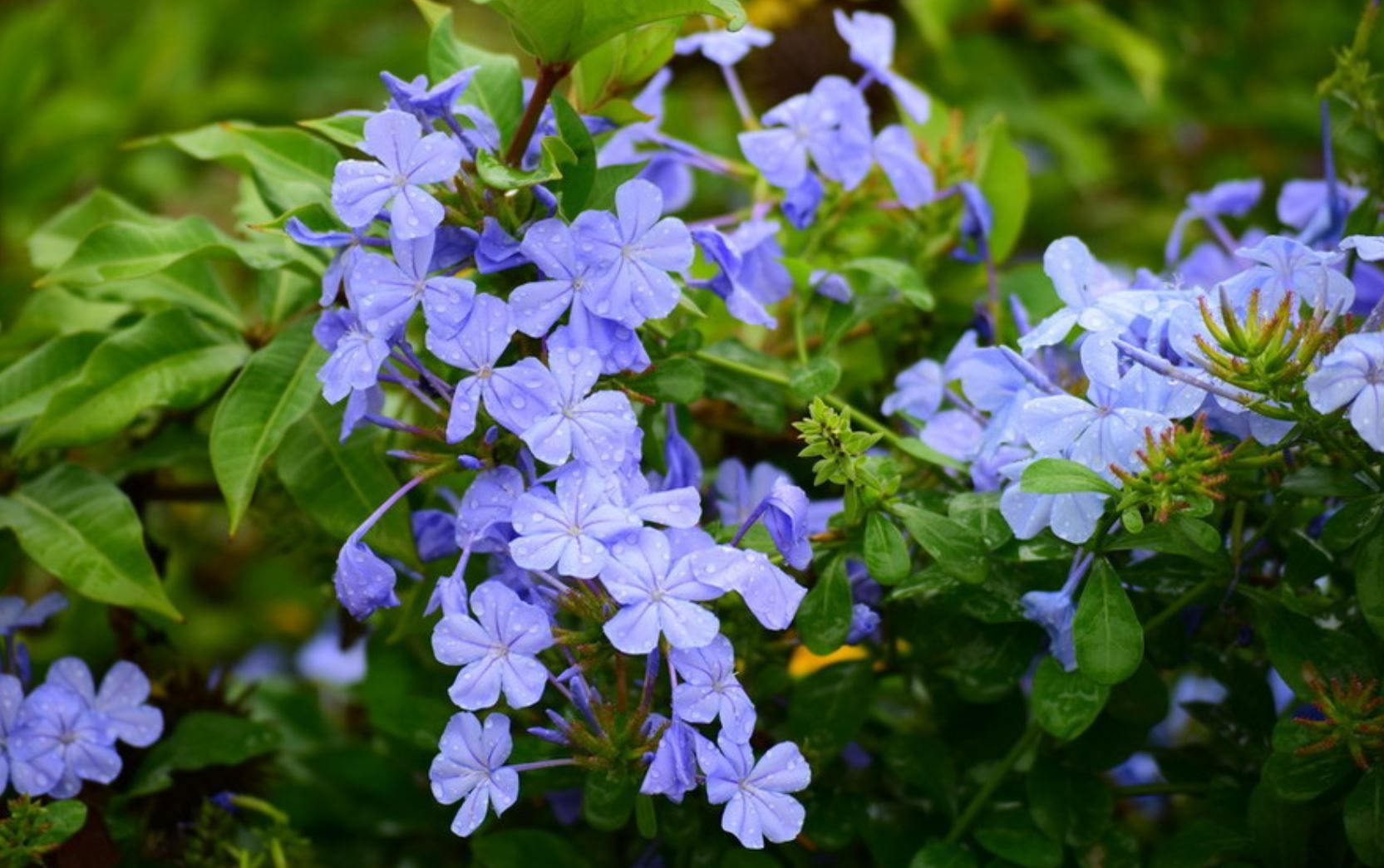 Cây Hoa Thanh Xà - Ý Nghĩa Phong Thủy Bạn Nên Biết