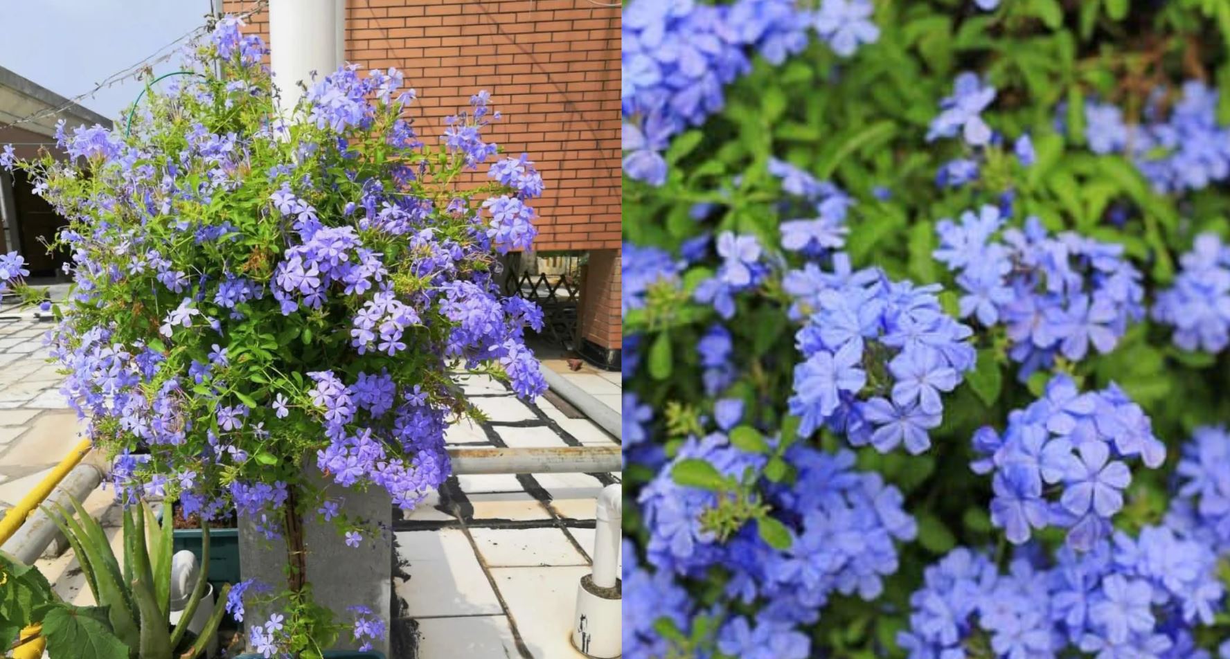 Cây Hoa Thanh Xà - Ý Nghĩa Phong Thủy Bạn Nên Biết