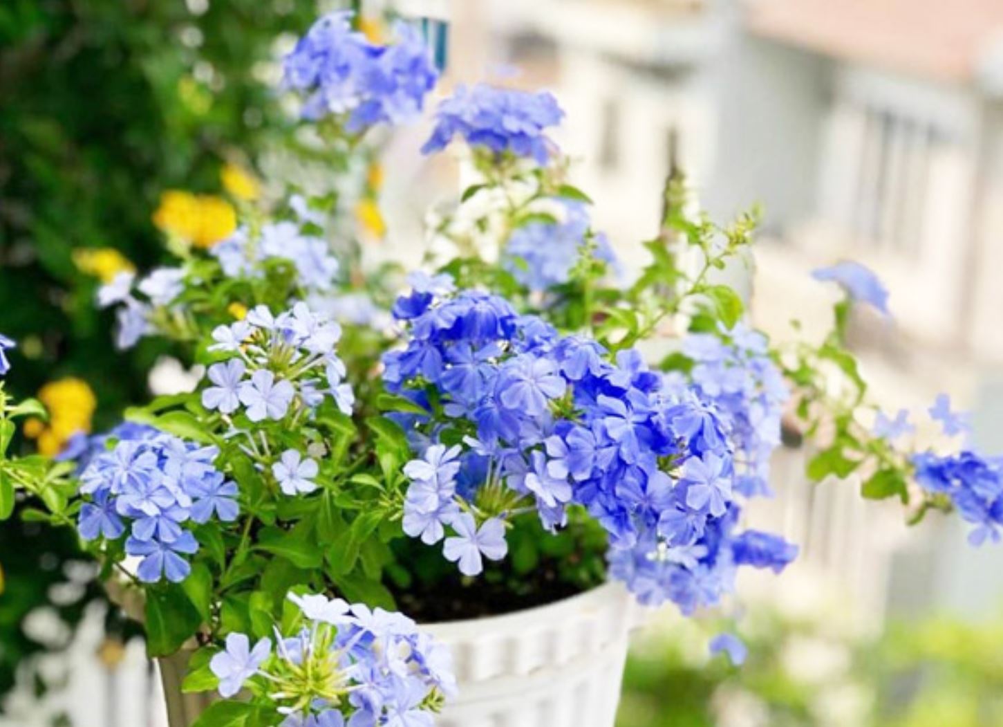 Cây Hoa Thanh Xà - Ý Nghĩa Phong Thủy Bạn Nên Biết