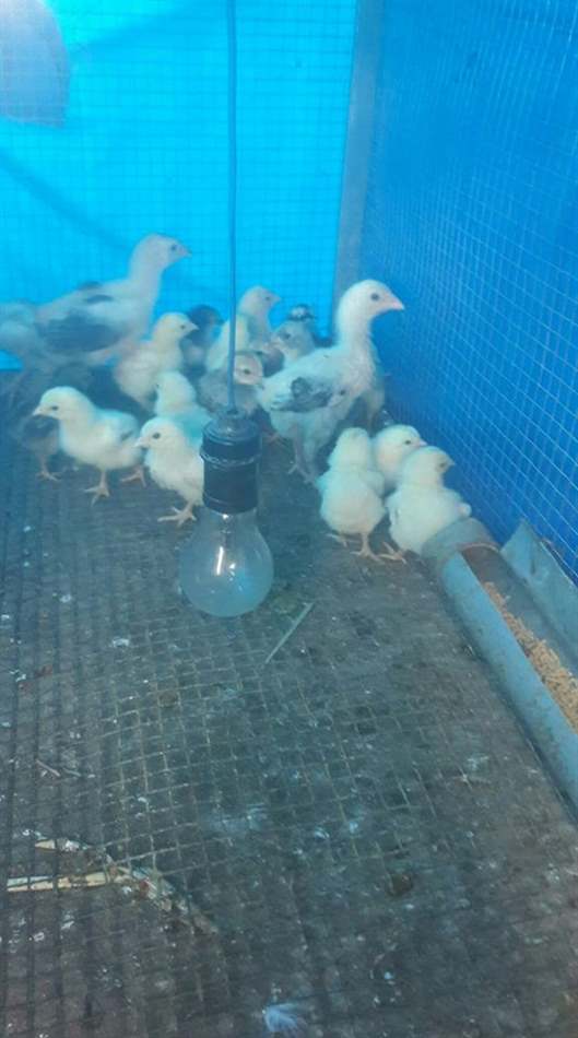 Gà Đông Tảo con cần giữ ấm