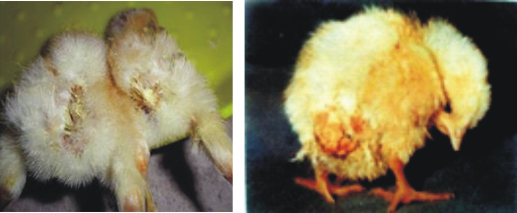 Triệu chứng và điều trị bệnh thương hàn bạch lỵ ở gà - Cẩm nang nuôi trồng sinh vật cảnh