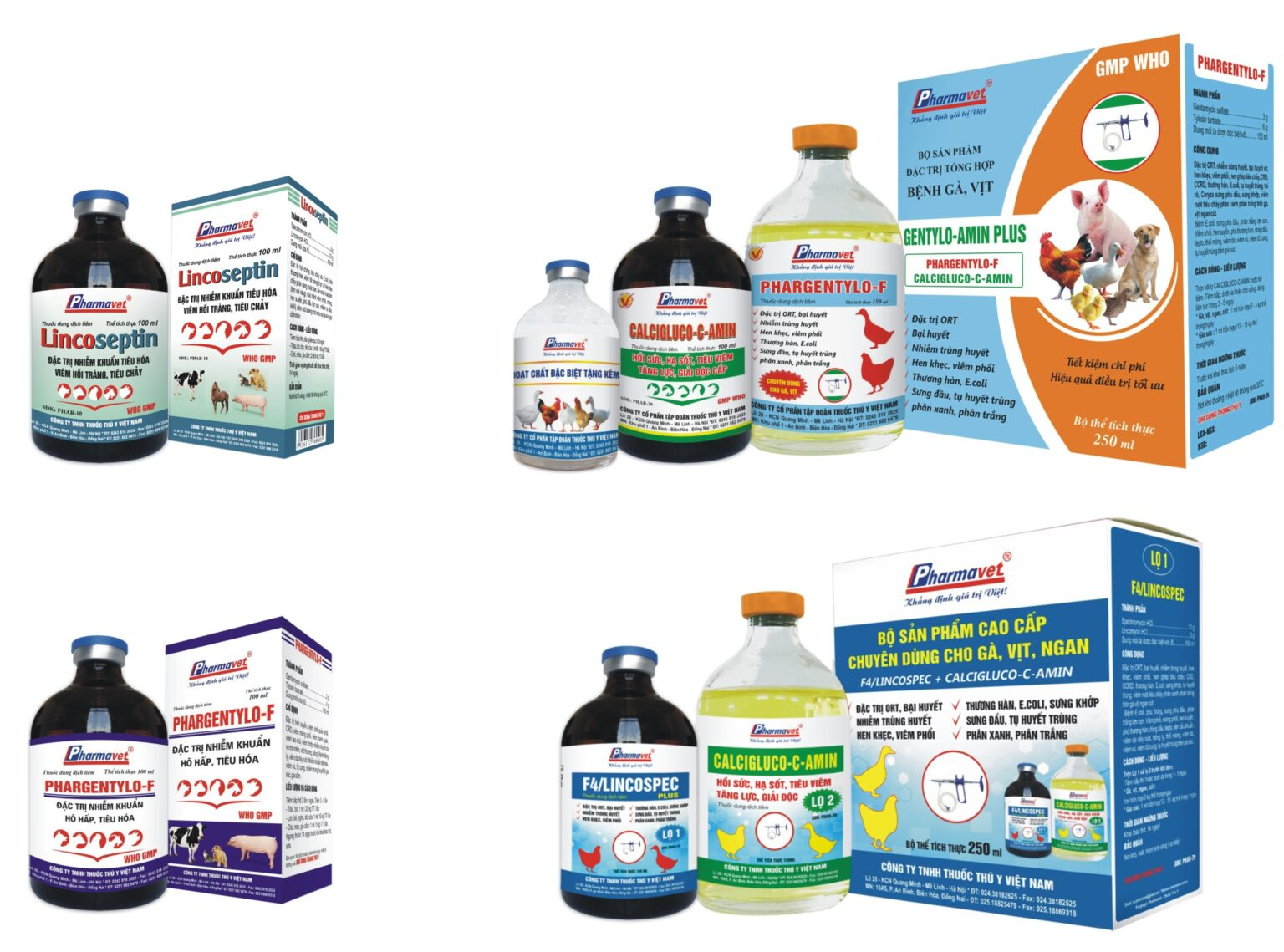 Triệu chứng và điều trị bệnh thương hàn bạch lỵ ở gà - Cẩm nang nuôi trồng sinh vật cảnh