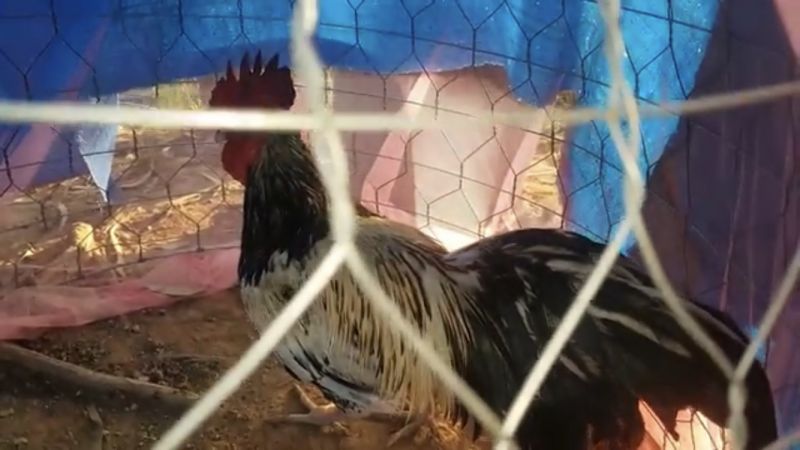 Khắc phục tình trạng gà bị hen khẹc - Niên Giám Nông Nghiệp