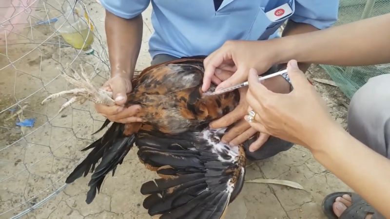 Khắc phục tình trạng gà bị hen khẹc - Niên Giám Nông Nghiệp