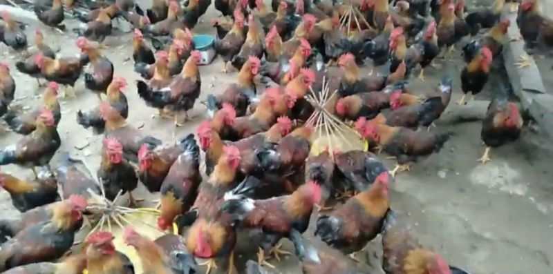 Khắc phục tình trạng gà bị hen khẹc - Niên Giám Nông Nghiệp